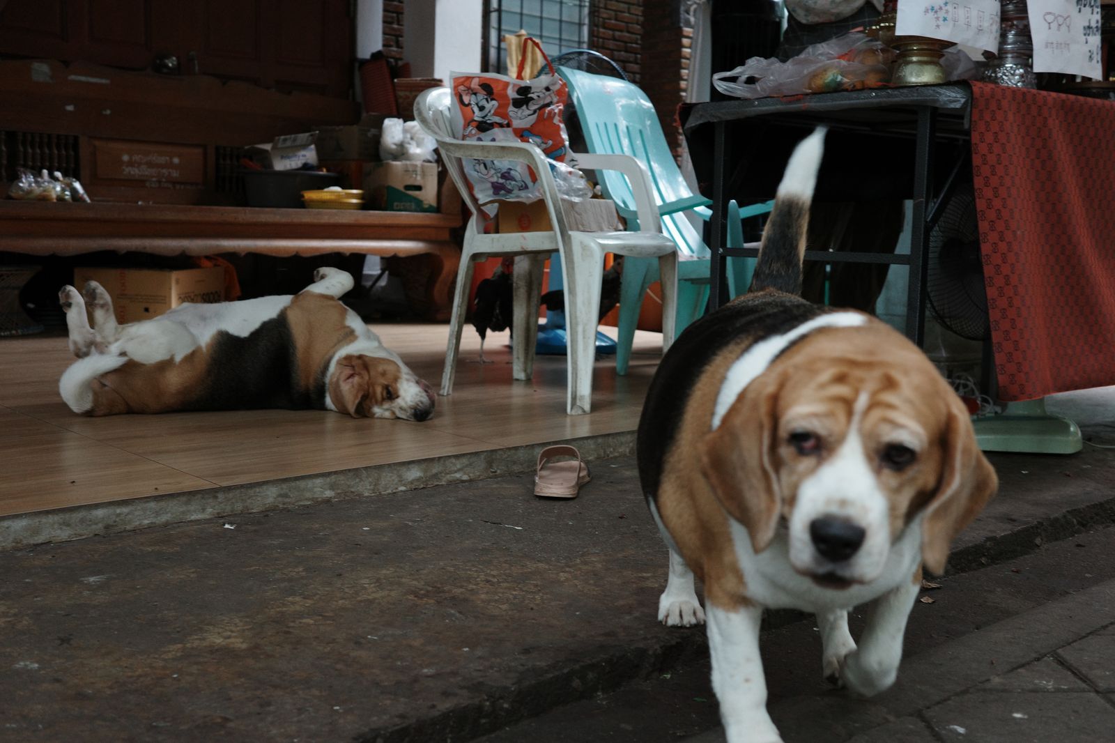 fat dogs in the temple